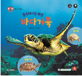 水中飞快的海龟